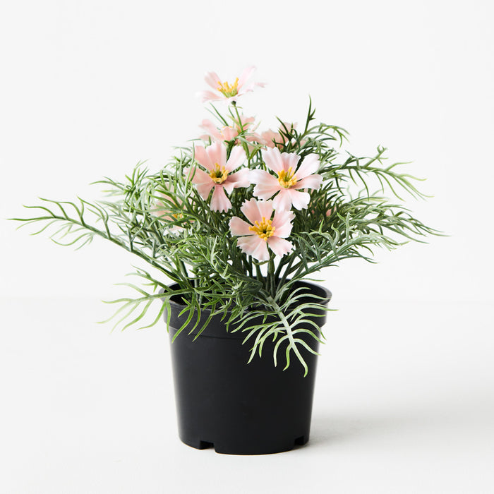 Cosmos Bush in Pot Light Pink 20cm Set of 6