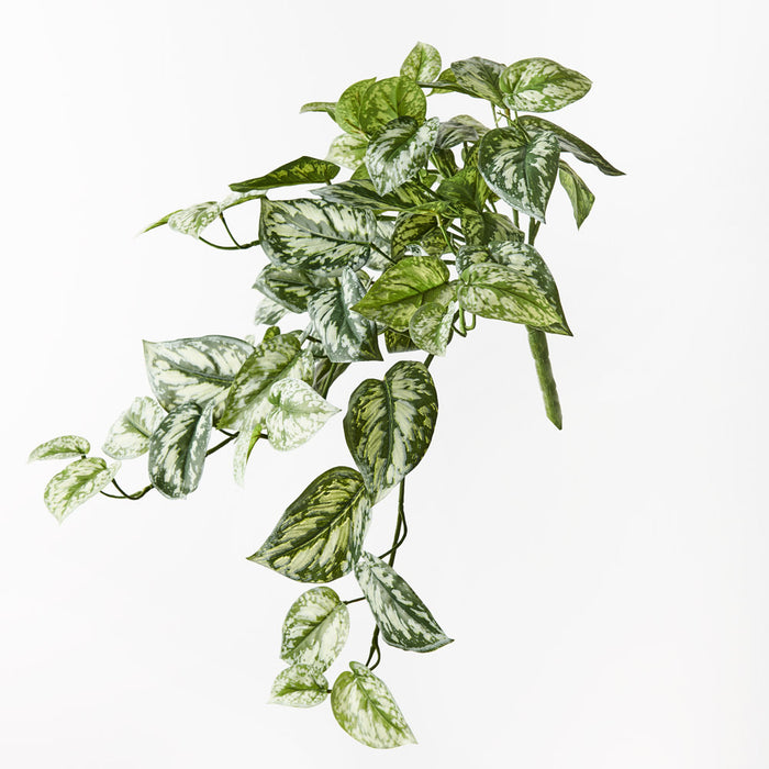 Scindapsus Hanging Bush Variegated 53cm Set of 6