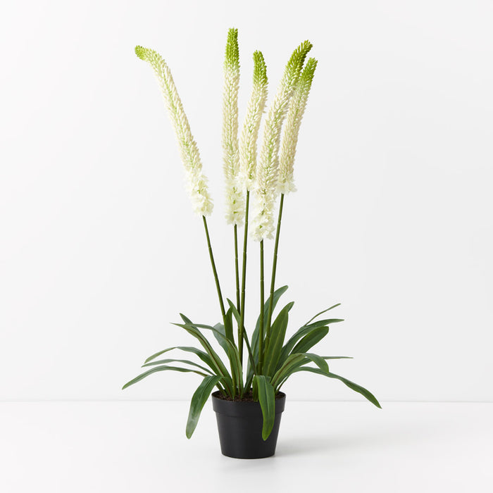 Lily Foxtail Plant White 105cm