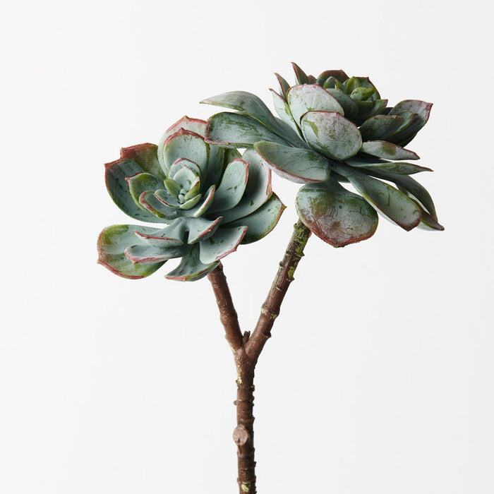 Echeveria Grey Green 25cm Set of 12