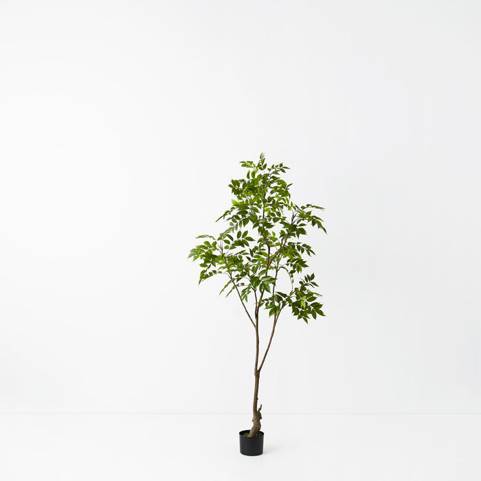 Japanese Lacquer Tree Green 180cm Set of 2
