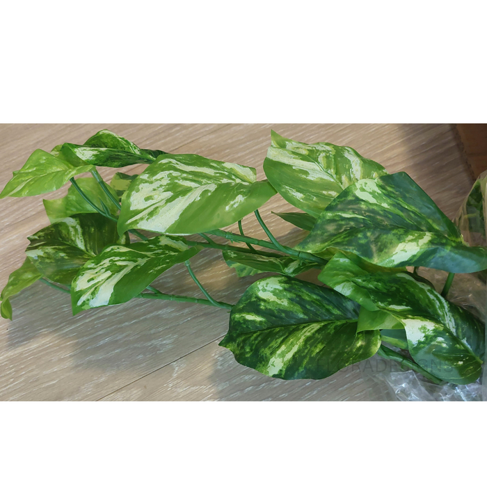 Pothos Marble Hanging Bush in Pot Variegated 80cm Pack of 2
