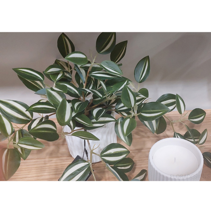 Wandering Jew Hanging Bush in Pot Green White 25cm Pack of 4