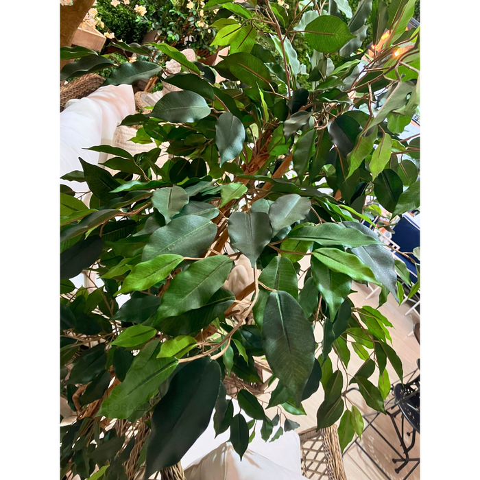 Ficus Tree 170cm