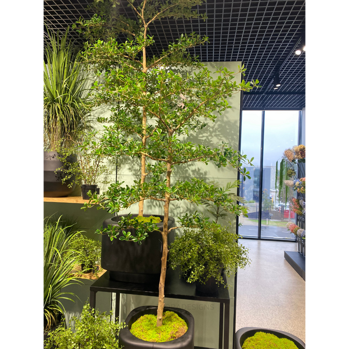 Black Olive Tree 183cm Green