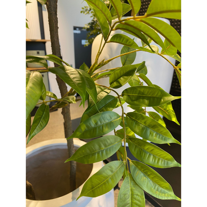 Japanese Lacquer Tree Green 210cm