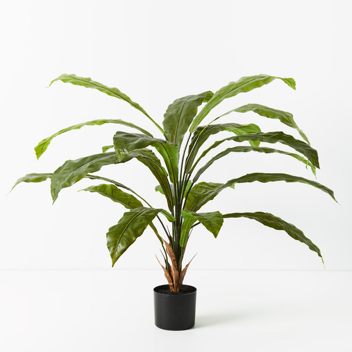 Fern Birds Nest Plant Green 114cm Set of 2