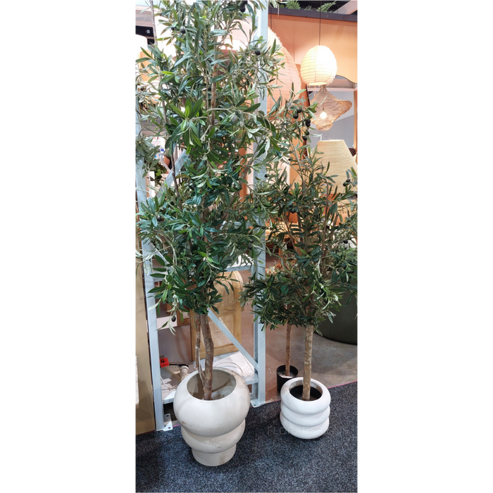 Olive Tree 170cm