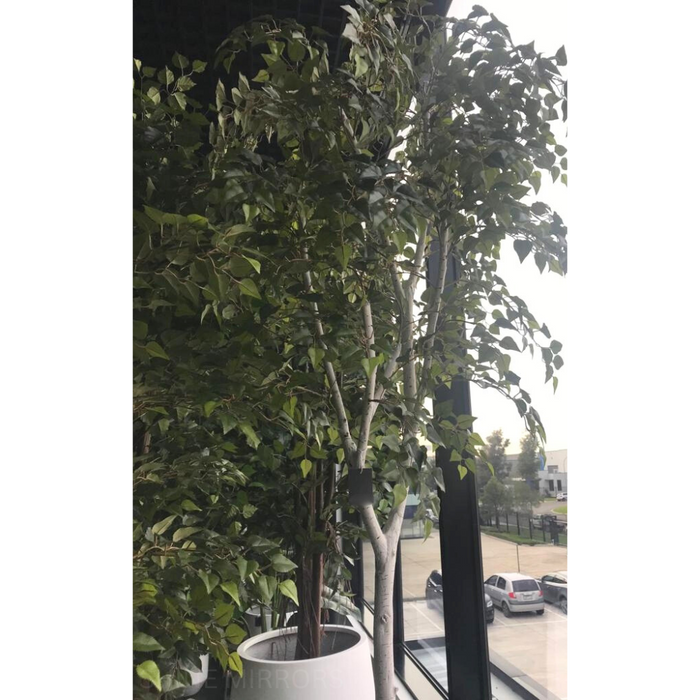 Silver Birch Tree Green 213cm Pack of 2