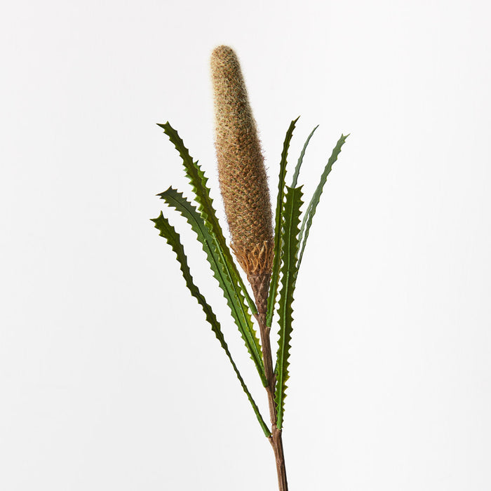 Banksia Pencil Cone Coffee 73cm Set of 12