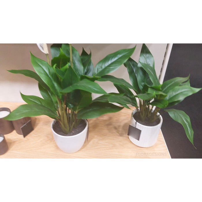 Philodendron Plant in Pot Green 44cm Pack of 4