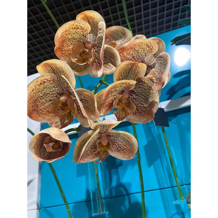 Orchid Phalaenopsis Spray Toffee Brown 92cm Pack of 12