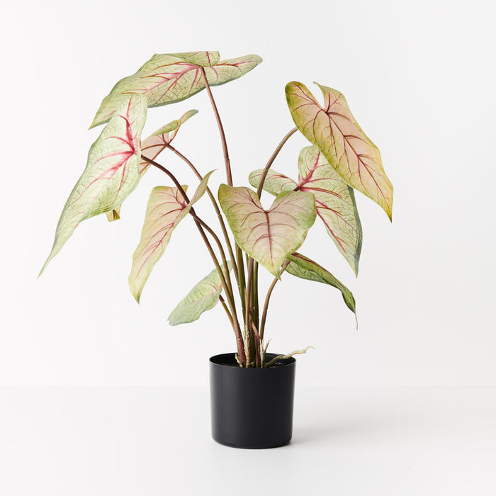 Caladium in Pot Green Pink 63cm Set of 2