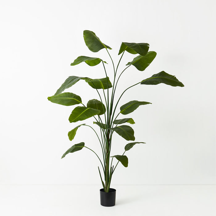 Bird of Paradise Plant Green 240cm Set of 2