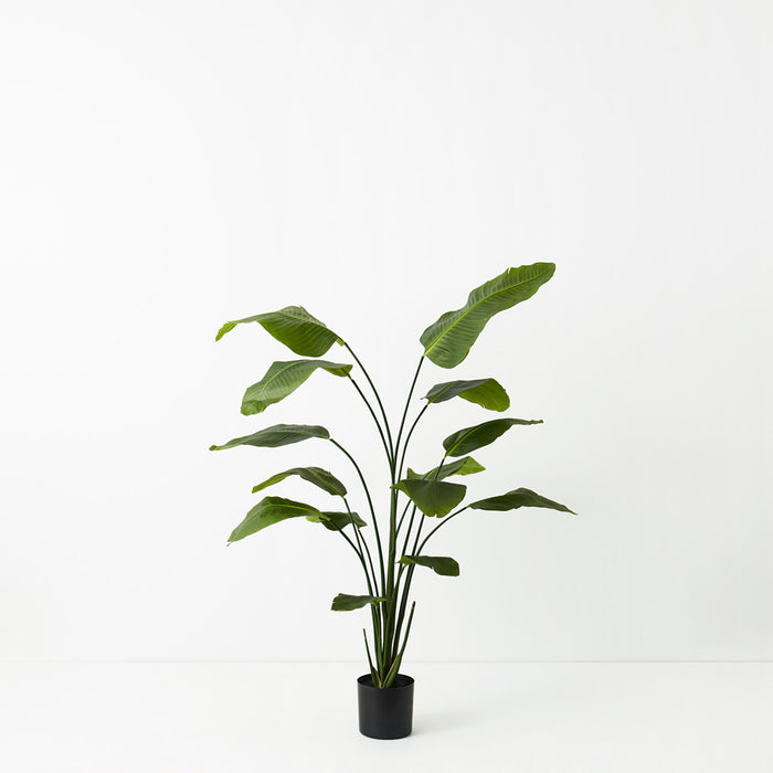 Bird of Paradise Plant Green 180cm Set of 2