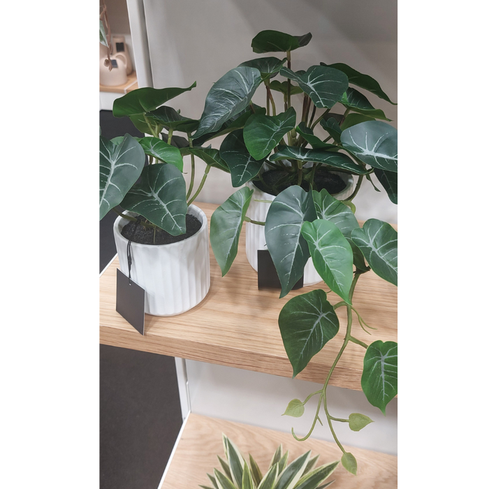 Syngonium Plant in Pot Green 24cm Pack of 6