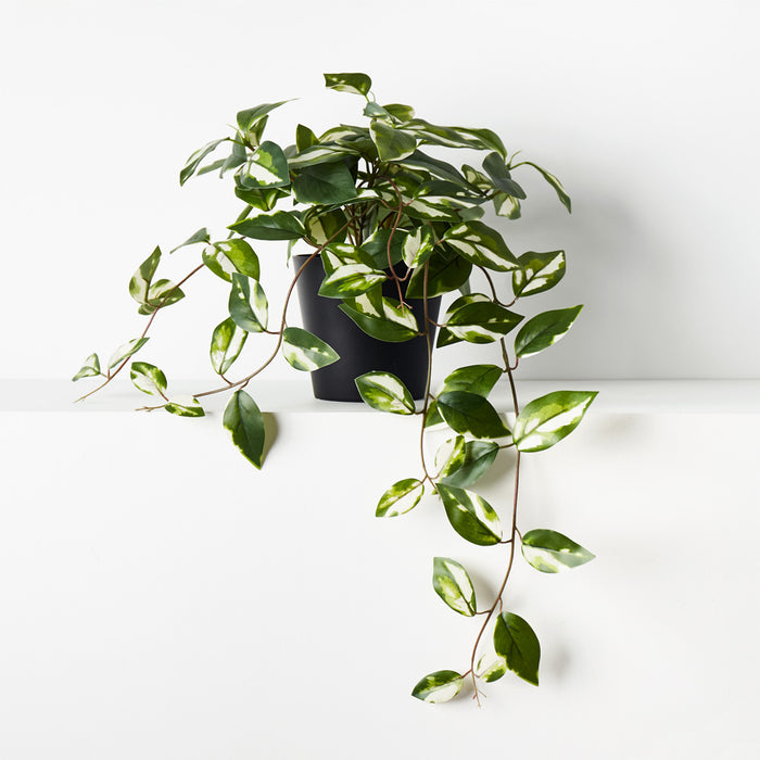 Hoya Hanging Bush in Pot Variegated 32cm Set of 6