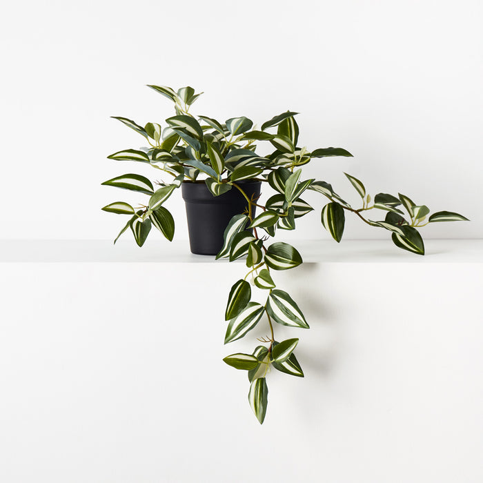Wandering Jew Hanging Bush in Pot Green White 25cm Set of 6
