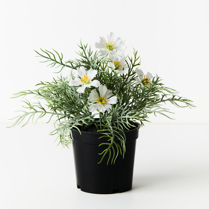 Cosmos Bush in Pot White 20cm Set of 6