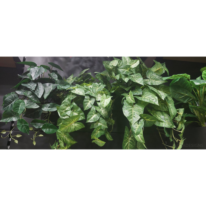 Syngonium Hanging Bush Green 60cm Pack of 12