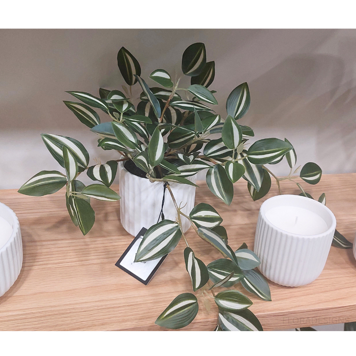 Wandering Jew Hanging Bush in Pot Green White 25cm Pack of 4