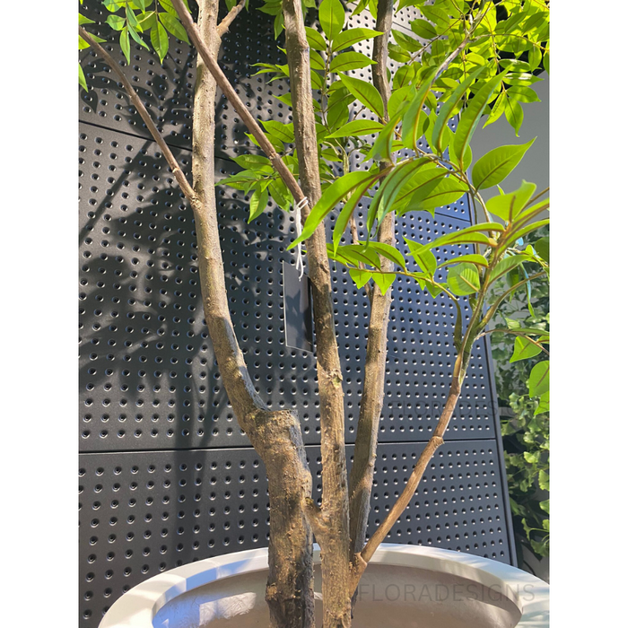 Japanese Lacquer Tree Green 250cm