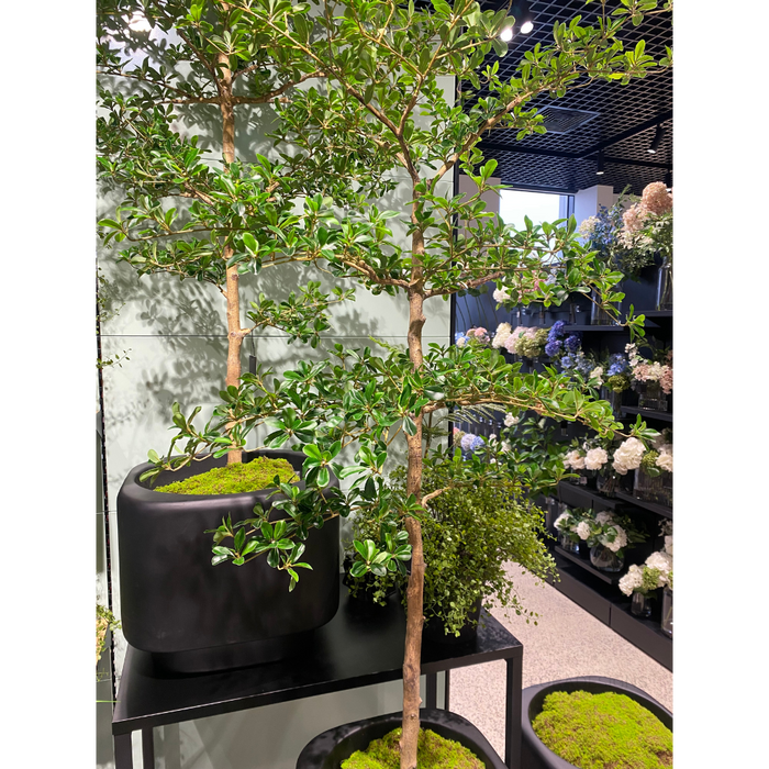 Black Olive Tree 183cm Green