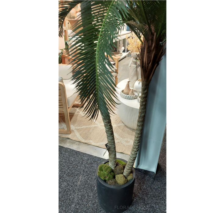 Cycus Palm Tree 220cm