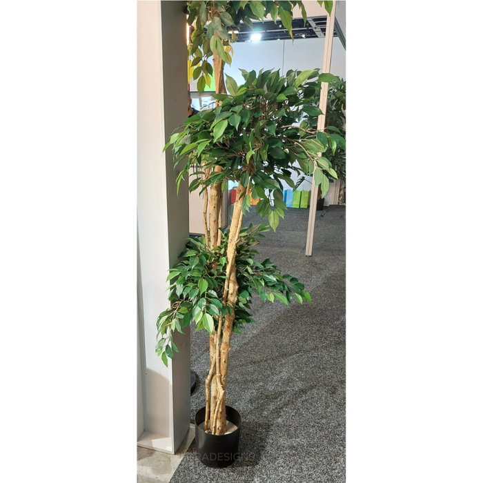 Ficus Tree 180cm