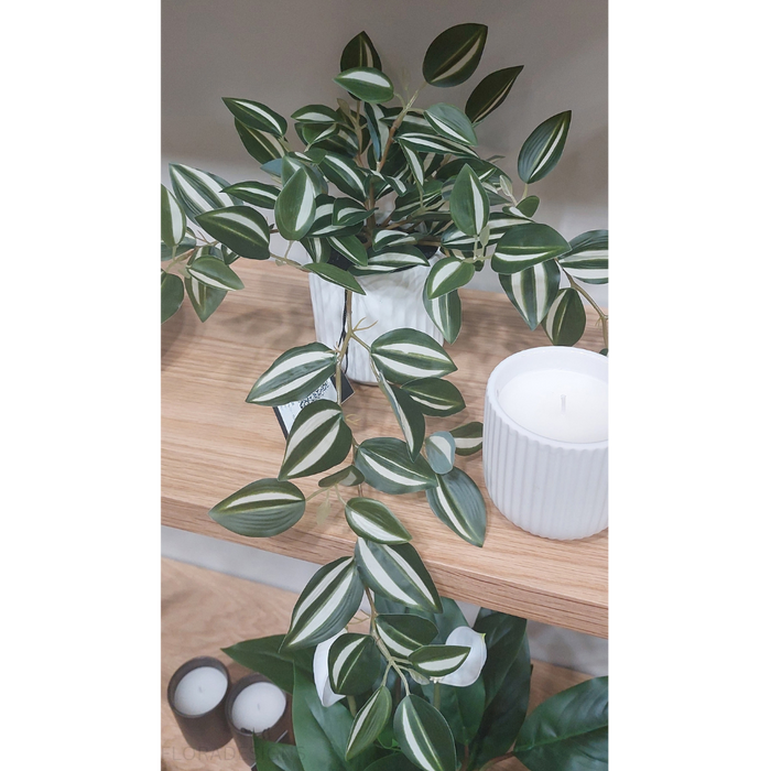 Wandering Jew Hanging Bush in Pot Green White 25cm Pack of 4