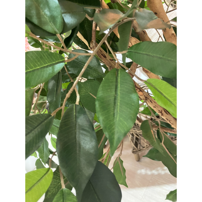 Ficus Tree 170cm