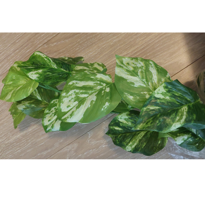 Pothos Marble Hanging Bush in Pot Variegated 80cm Pack of 2