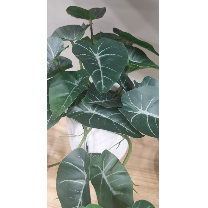 Syngonium Hanging Bush in Pot Green 29cm Pack of 4