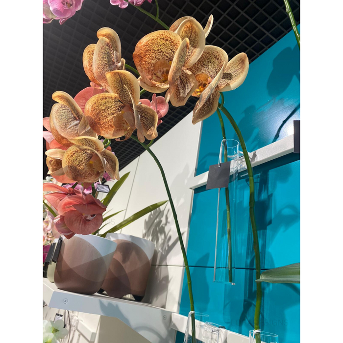 Orchid Phalaenopsis Spray Toffee Brown 92cm Pack of 12