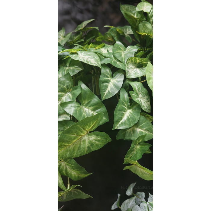 Syngonium Hanging Bush Green 60cm Pack of 12