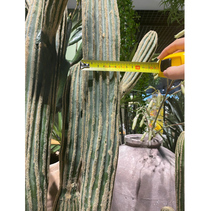 Cactus Column Plant Green Cream 152cm