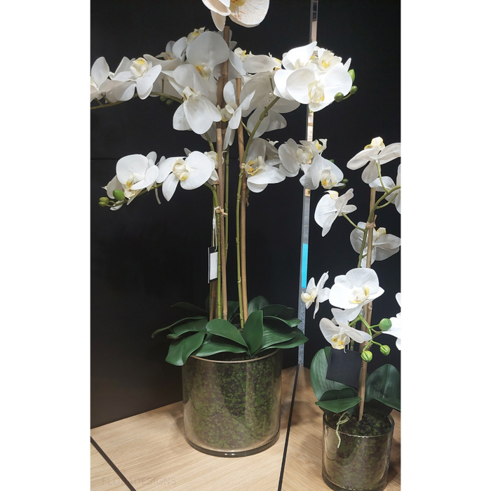 Orchid Phalaenopsis in Vase - White - 70cm