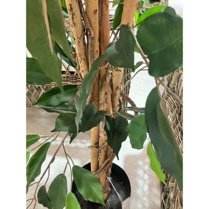 Ficus Tree 170cm