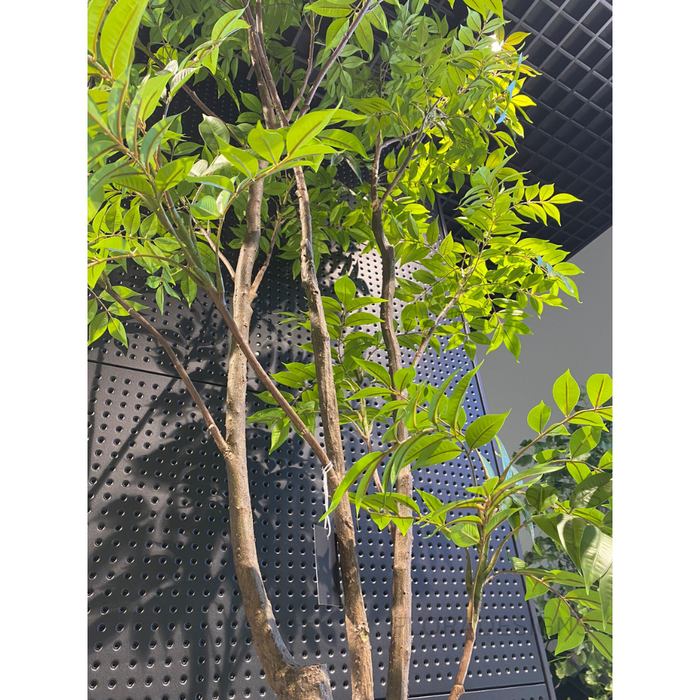 Japanese Lacquer Tree Green 250cm