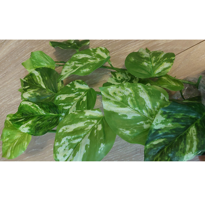 Pothos Marble Hanging Bush in Pot Variegated 80cm Pack of 2