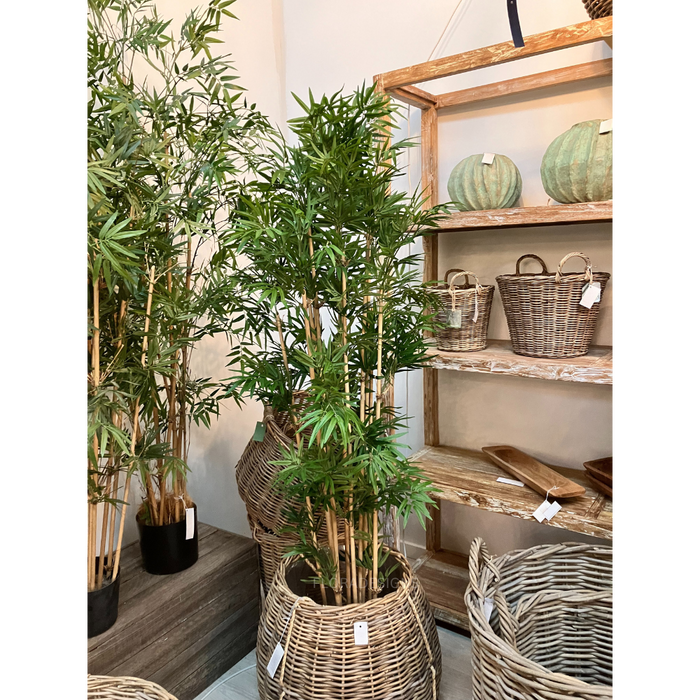 Japanese Bamboo Tree 160cm