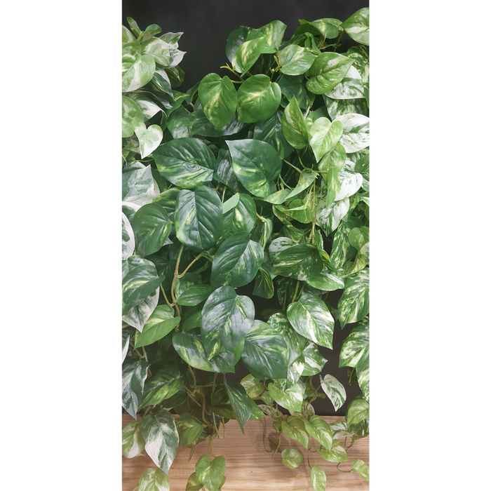 Pothos Hanging Bush Variegated 91cm Pack of 4