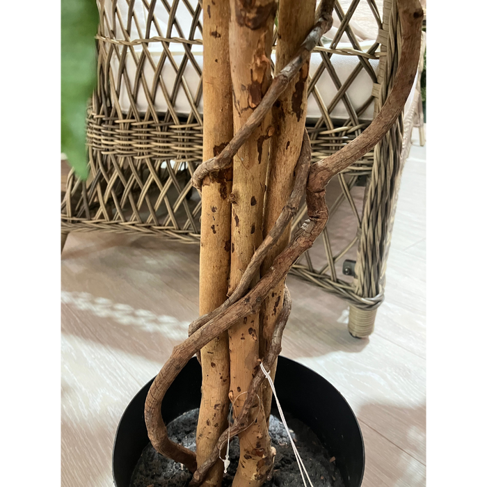Ficus Tree 170cm