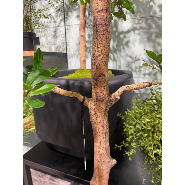 Black Olive Tree 183cm Green