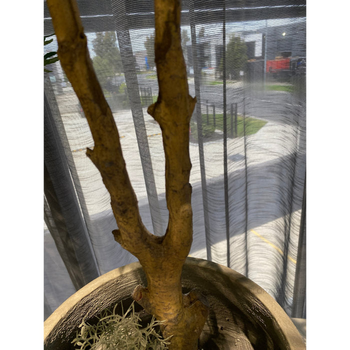 Olive Tree 183cm Grey Green Pack of 2