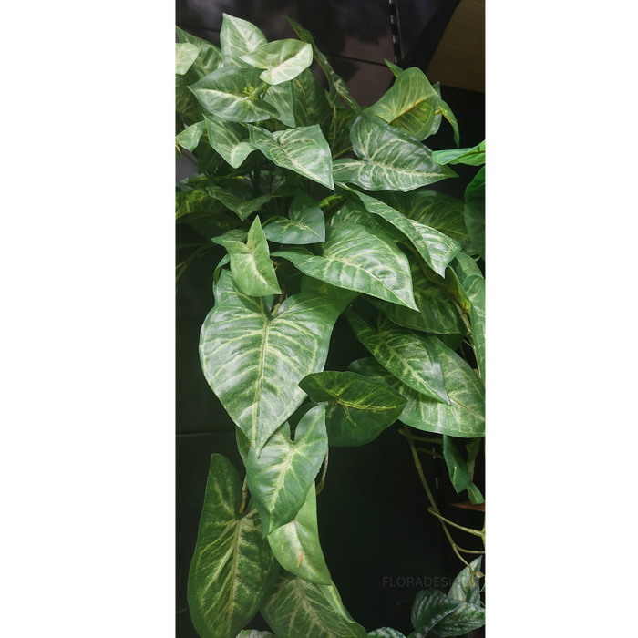 Syngonium Hanging Bush Green 76cm Pack of 6