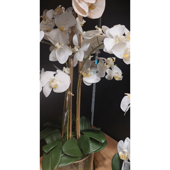 Orchid Phalaenopsis in Vase - White - 70cm