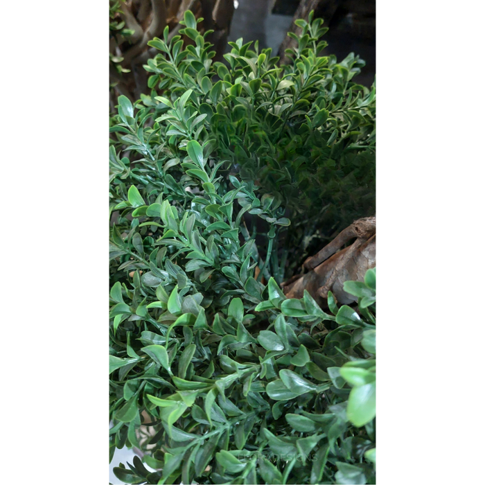 Boxwood Spiral Topiary Tree Budget 140cm
