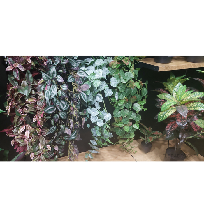 Wandering Jew Hanging Bush Green Burgundy 93cm Pack of 6