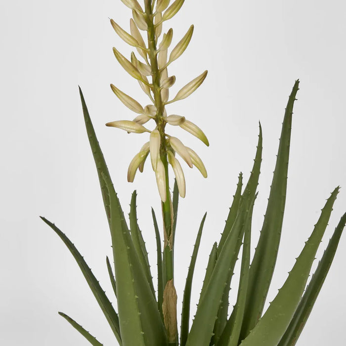 Aloe Flower Potted 76cm Green